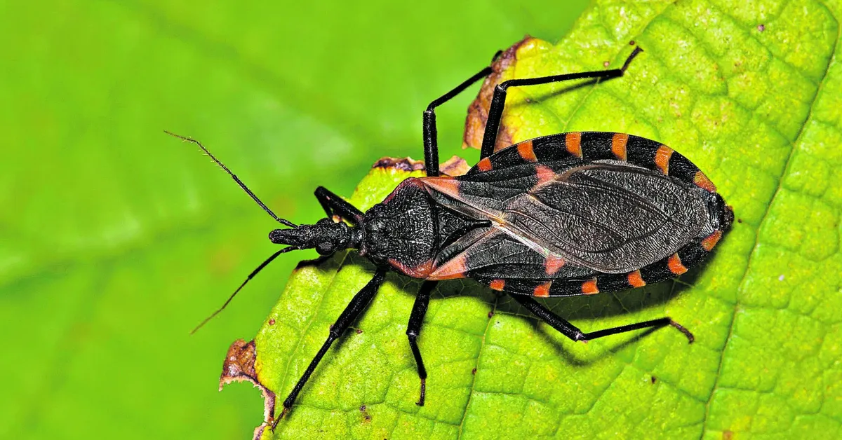 A infecção é causada pelo Trypanosoma cruzi, e transmitida por picadas do inseto Triatomina.